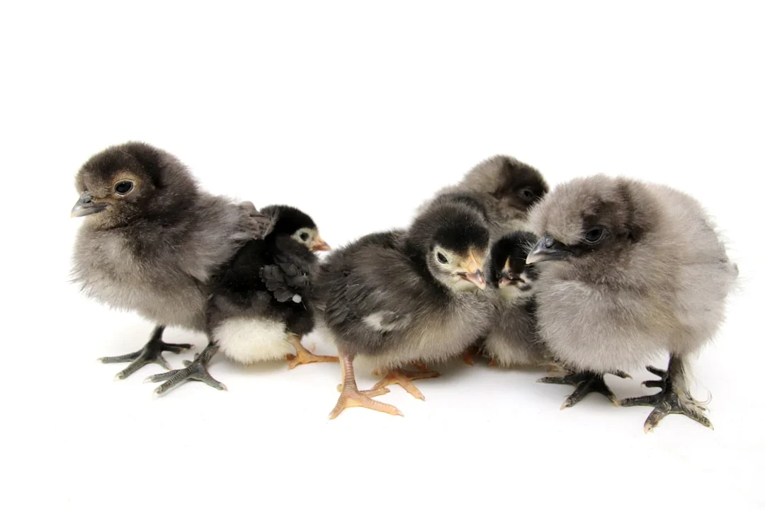 Poules dans votre jardin : la révolution verte qui rapporte 300€/an (+ 5 erreurs à éviter)