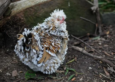 Poules en ville : ce que vos voisins ne vous disent pas sur cette révolution urbaine