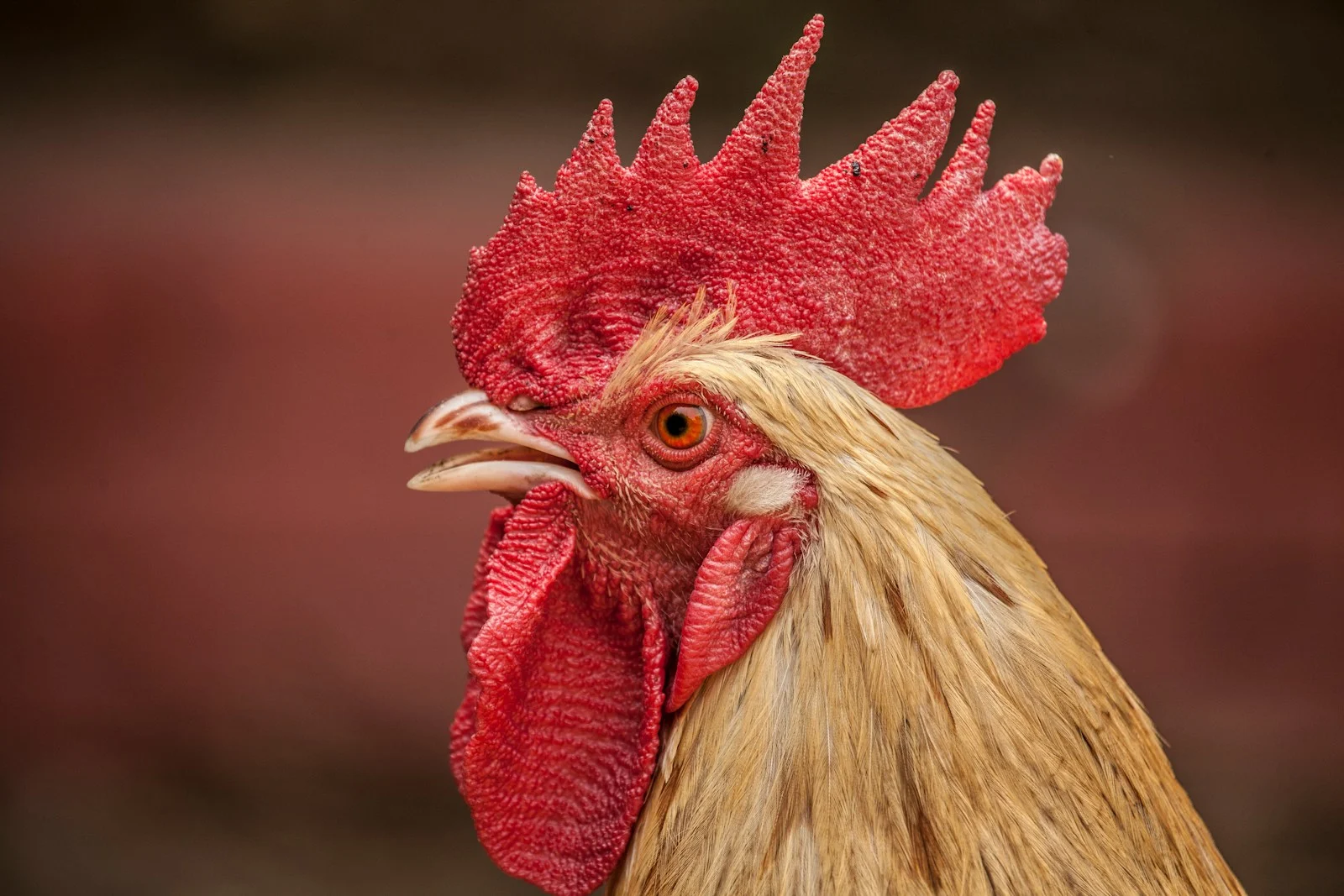 Poulaillers écolos : comment 3 poules peuvent économiser 320€/an et recycler 450kg de déchets