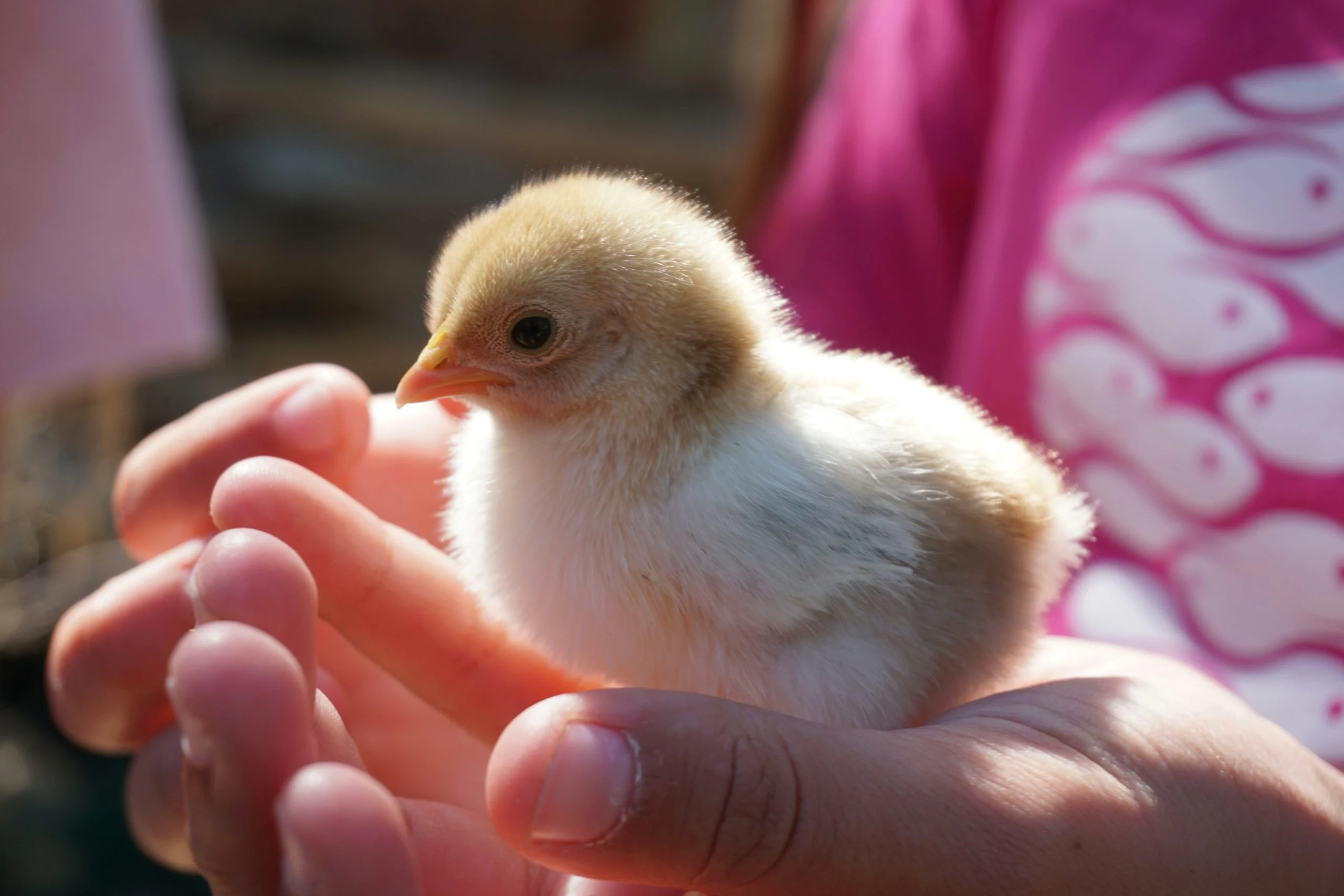 « Poules en ville : ce que 7 éleveurs sur 10 ignorent (et qui pourrait leur coûter cher) »