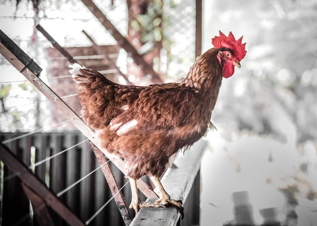 Éleveurs de poules débutants : 10 erreurs qui tuent vos gallinacées (et comment les éviter)
