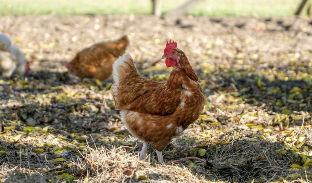 10 erreurs fatales que font 80% des éleveurs de poules débutants (#6 sauvera vos œufs)