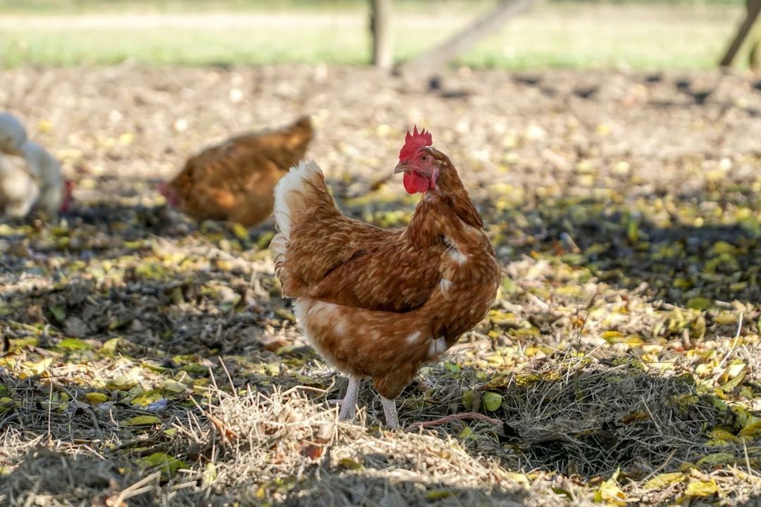 10 erreurs fatales que font 80% des éleveurs de poules débutants (#6 sauvera vos œufs)