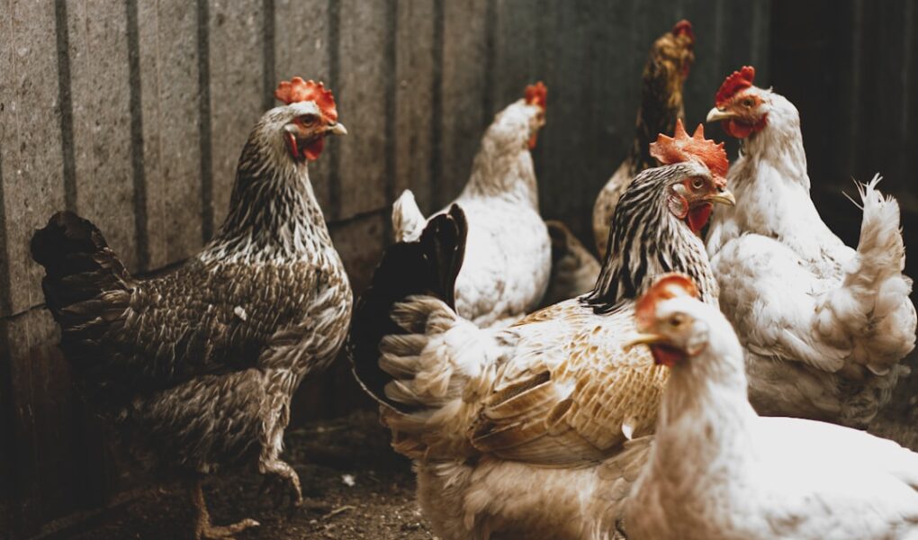 10 erreurs fatales que font 90% des débutants avec leurs poules (la 4ème m'a coûté cher)