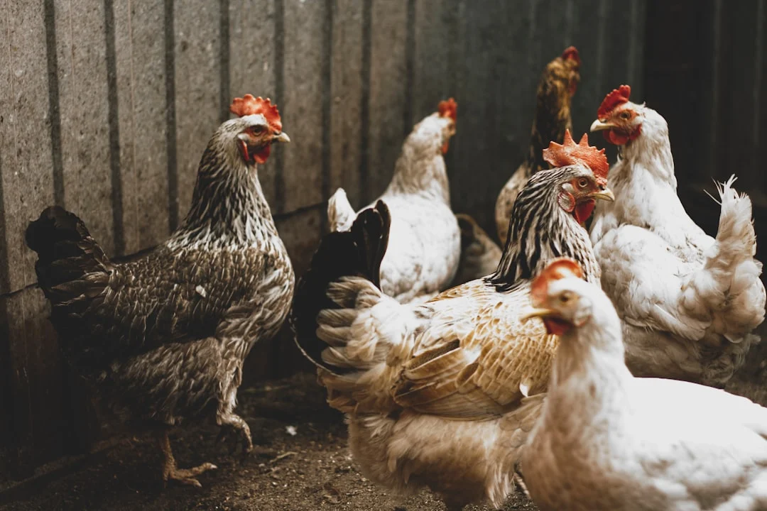 10 erreurs fatales que font 90% des débutants avec leurs poules (la 4ème m&rsquo;a coûté cher)