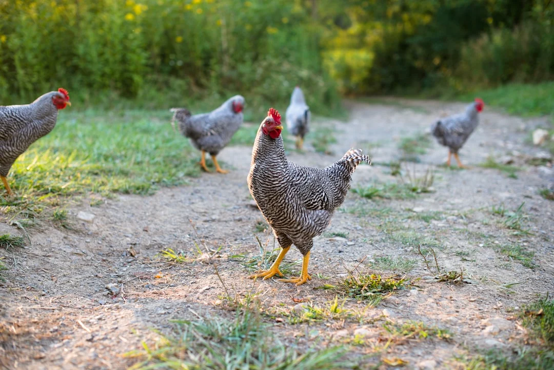 Poules en ville : découvrez pourquoi 43% des Français adoptent ces surprenantes colocataires