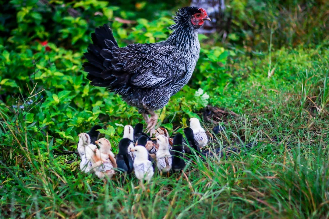 10 erreurs fatales qui ruinent vos poules : la n°5 va vous choquer (et sauver votre élevage)
