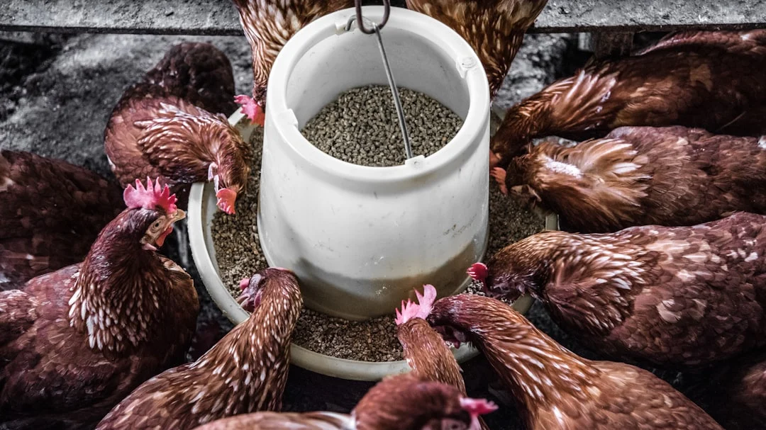 10 erreurs fatales en élevant des poules que 80% des débutants commettent (#7 est stupéfiante)