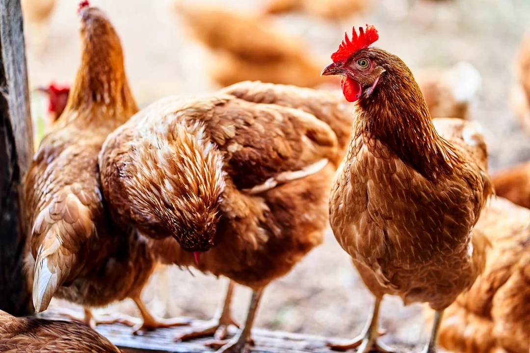 Canicule : ces 5 races de poules résistent quand votre thermomètre s&rsquo;affole