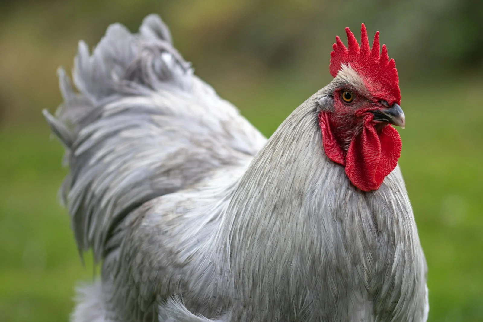Élevage de poules : 10 erreurs désastreuses que 73% des débutants font (et comment les éviter)