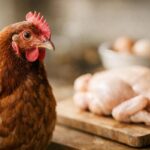 Poule ou poulet : quelles différences connaître avant de cuisiner ?